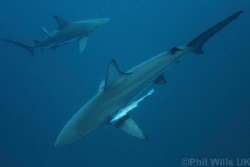 Oceanic blacktips taken on Aliwal shoal, South Africa Apr... by Phil Wills 